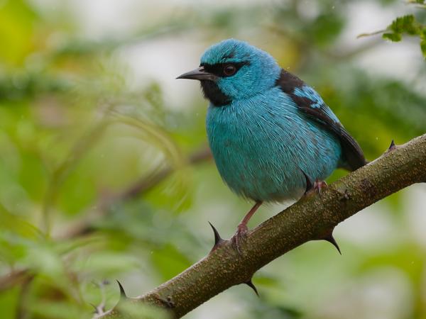 Blauwe pitpit (Dacnis cayana)